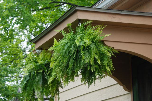 New Boston ferns to replace the ones that I meant to save from the cold...