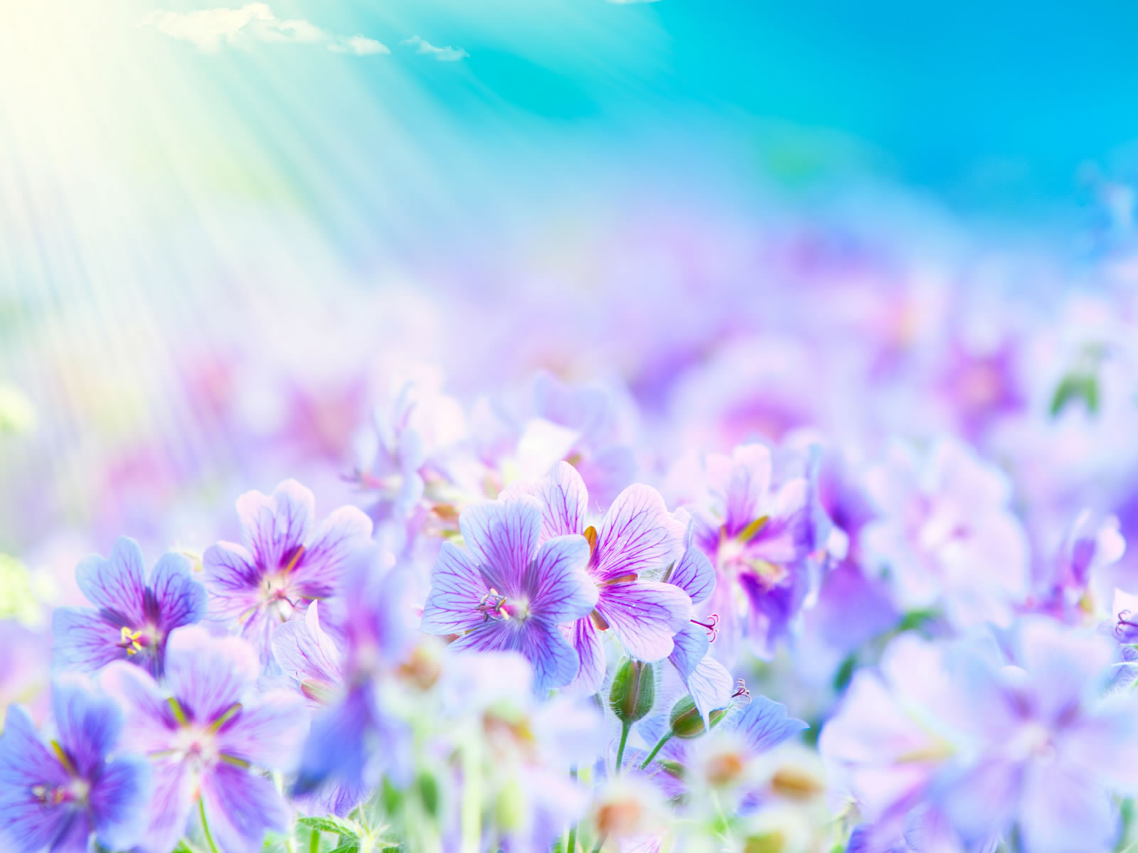 flower background