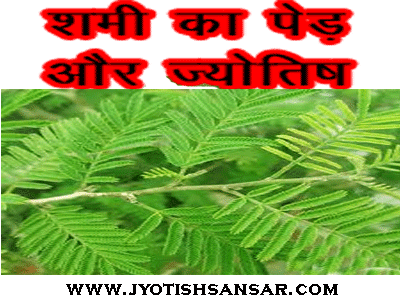 Shami Vriksh Aur Jyotish