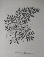 A photo of a hand-drawn, black and white botanical textbook sample of a plant with small, pointed leaves, small, pale flowers, and tiny, dark, round berries. Beneath it, in an old-fashioned font is printed “Melia Adezarach”.