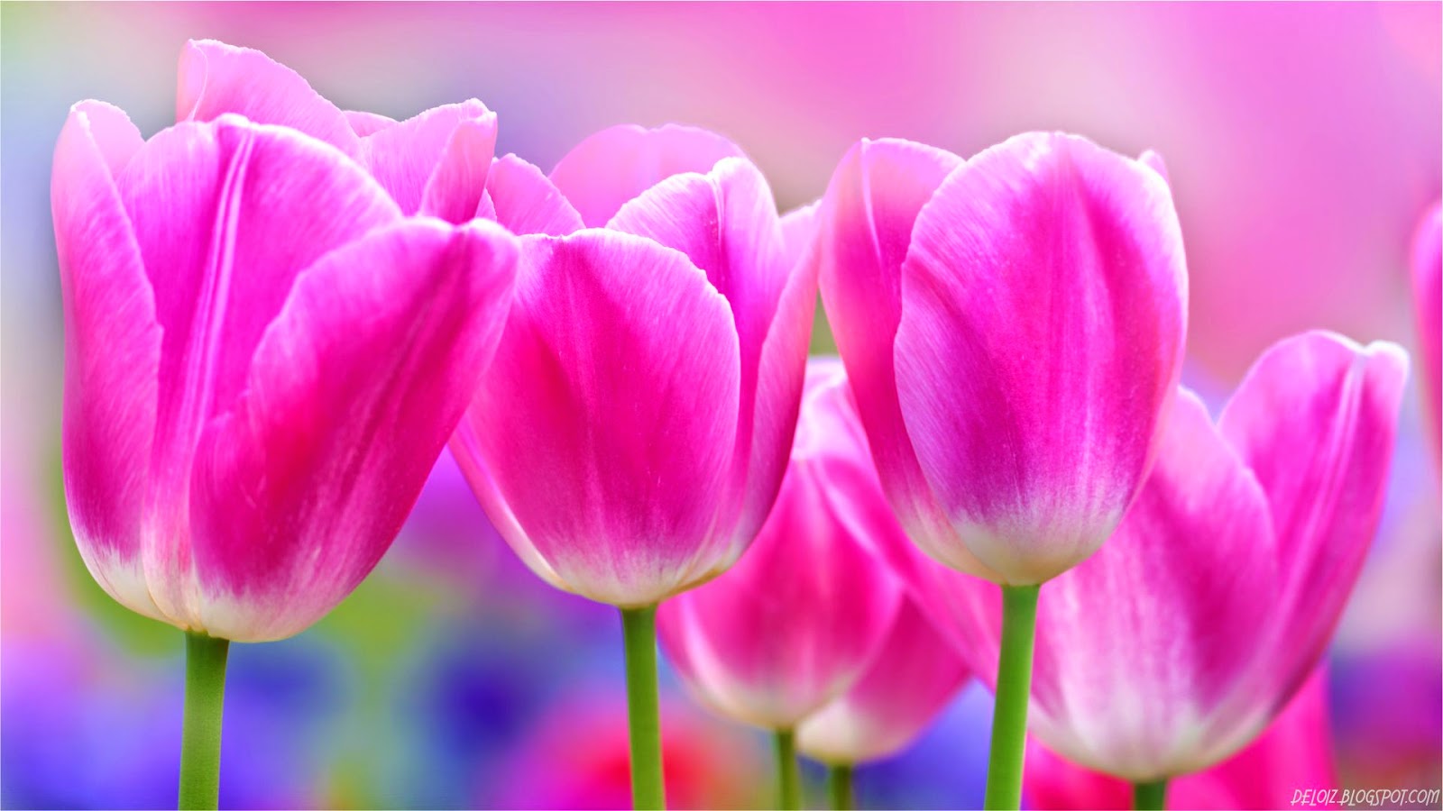 Wallpaper Bunga Tulip Pink Deloiz Wallpaper