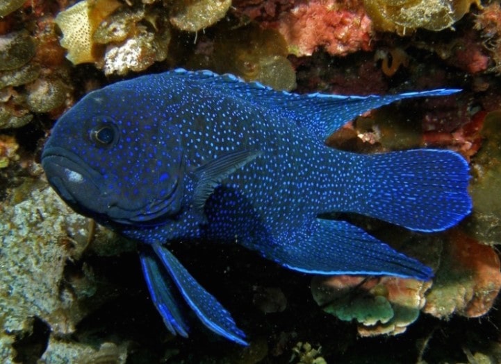 Inilah Jual Ikan Hias Blue Devil di Jogjakarta Murah