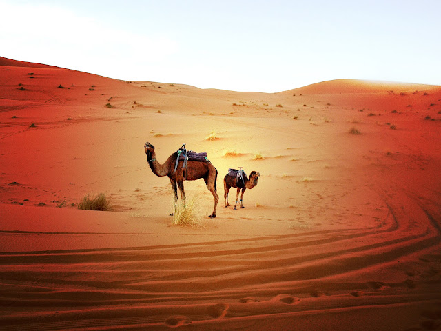 Camellos en el Sahara, Marruecos. Red Morocco by Marta Viader.