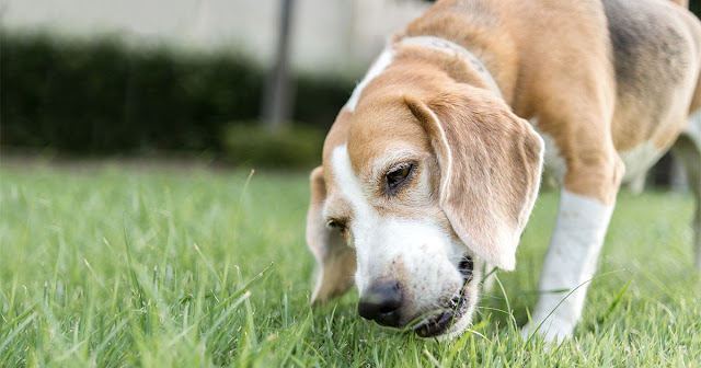 dogs consume gras