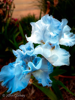 Pale Blue Iris