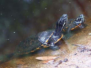 Pseudémyde concinne - Pseudemys concinna 