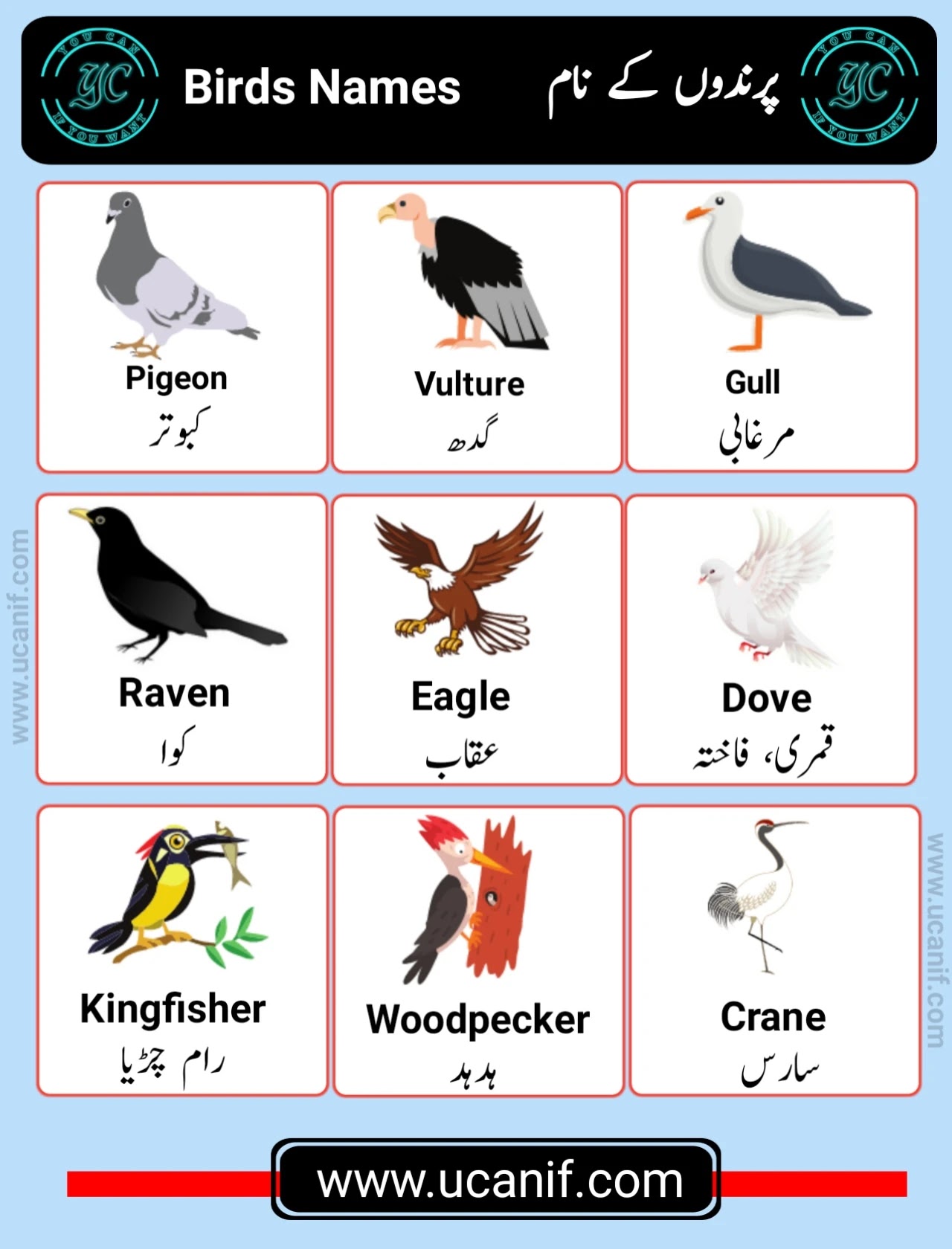 Birds Name in Urdu, parindon ke naam Urdu mein, birds name in Urdu with picture, List of Birds in English and Urdu Meanings