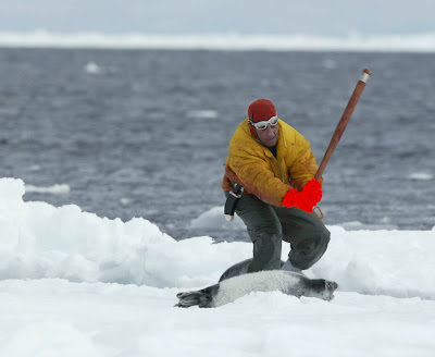 clubbing baby seals. on Seal clubbing story.