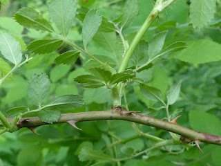 Rosier multiflore - Rosa multiflora