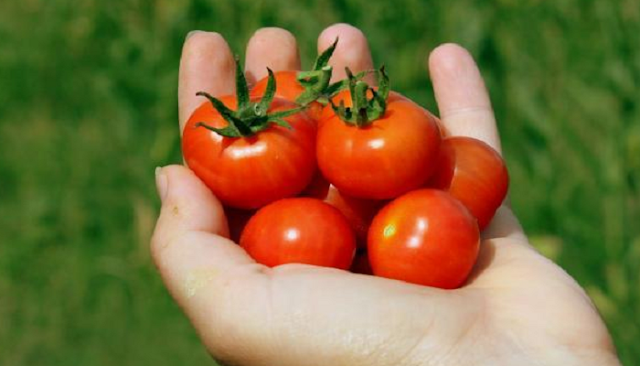 Side Effects of Eliminating Acne with Tomatoes and Solutions