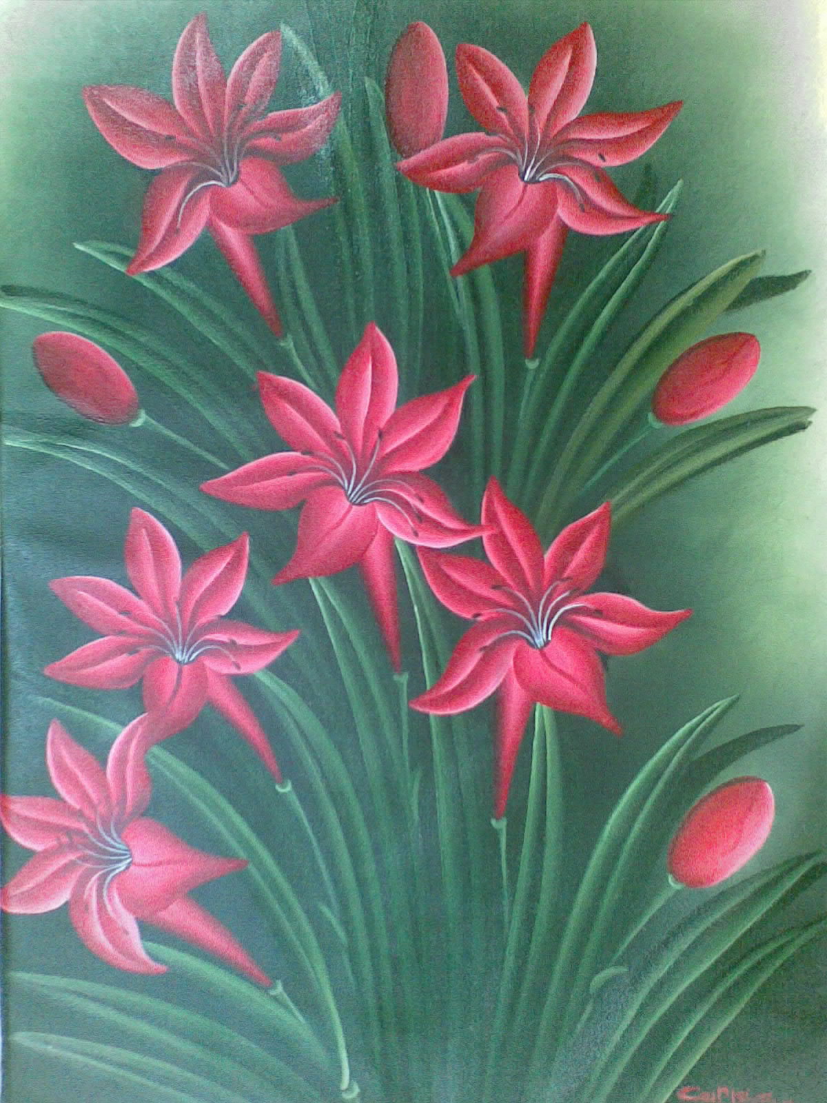 caman gallery bunga  lili  merah