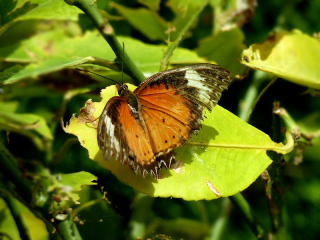  at Butterfly World Isle of Wight