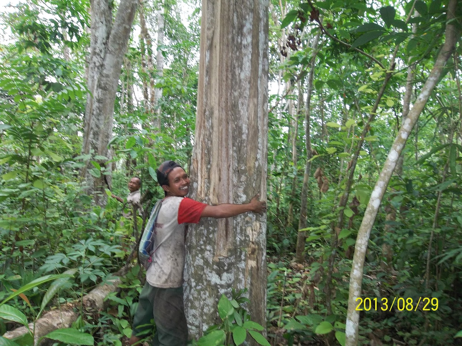 Pohon Kayu Gaharu Supriyadi Air Manjunto Air Manjunto