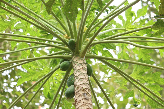 gambar daun pepaya dan pohon