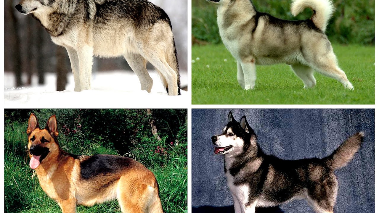 German Shepherd Vs Wolf