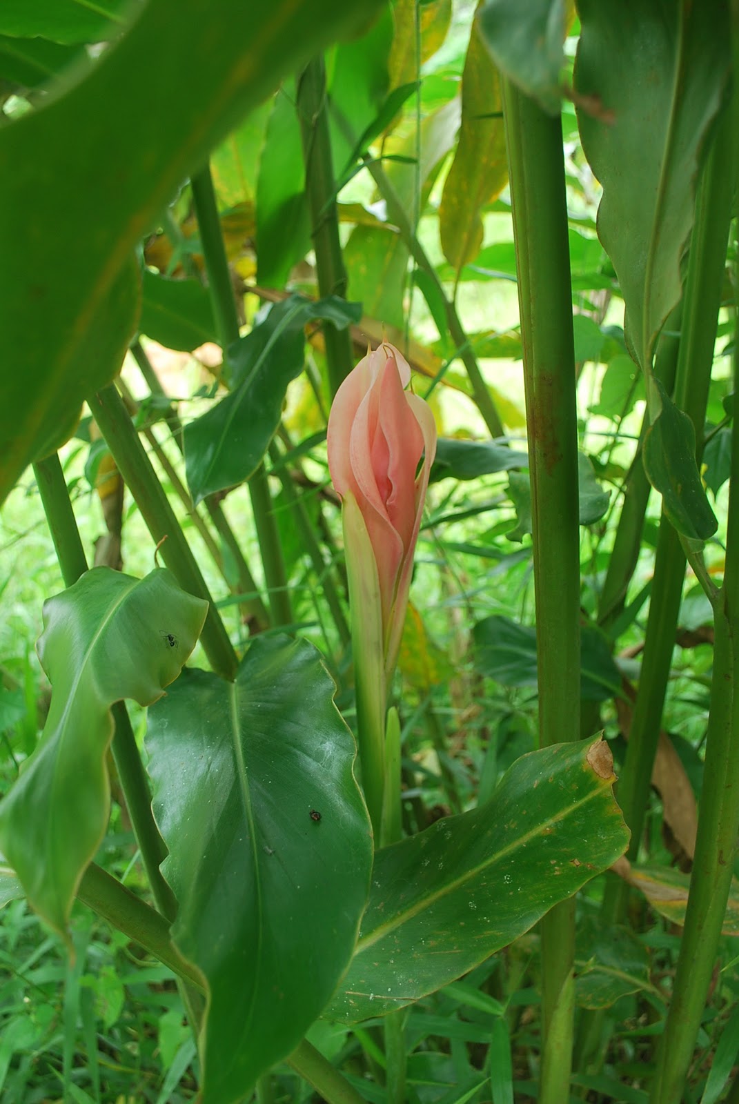 Suria Helang Lui Edible Landscape Bunga Kantan 