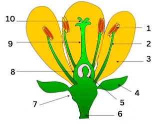Dari gambar penampang membujur bunga, manakah yang merupakan kelopak bunga dan kepala putik . . . .