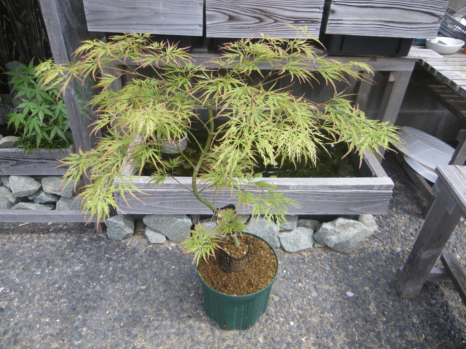 しだれもみじ 枝垂れモミジ の育て方 鉢植えで紅葉を楽しむ メダカの大工