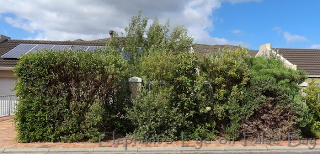 Tapestry hedge trimmed back