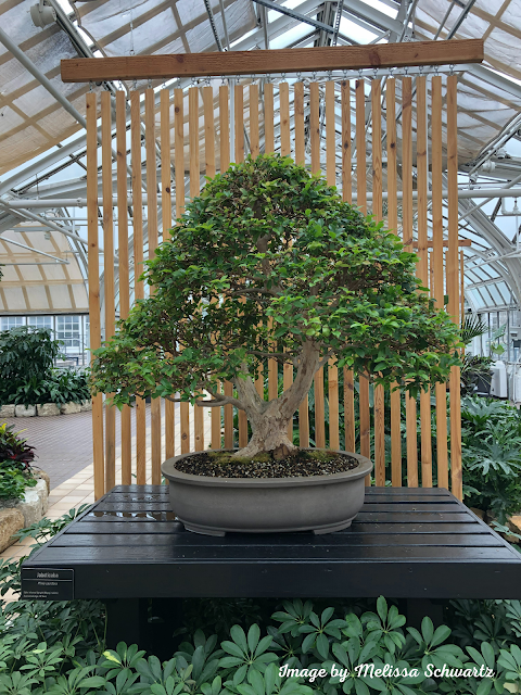 Bonsai trees impress with delicate features.