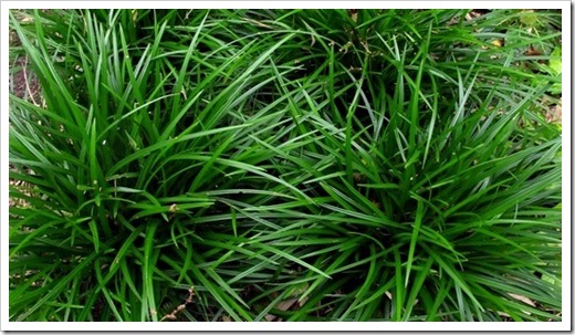 CAREX foliosissima 'Irish Green'