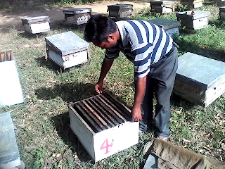 Selection of good location for apiary