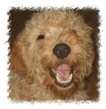 goldendoodle. goldendoodle pictures.