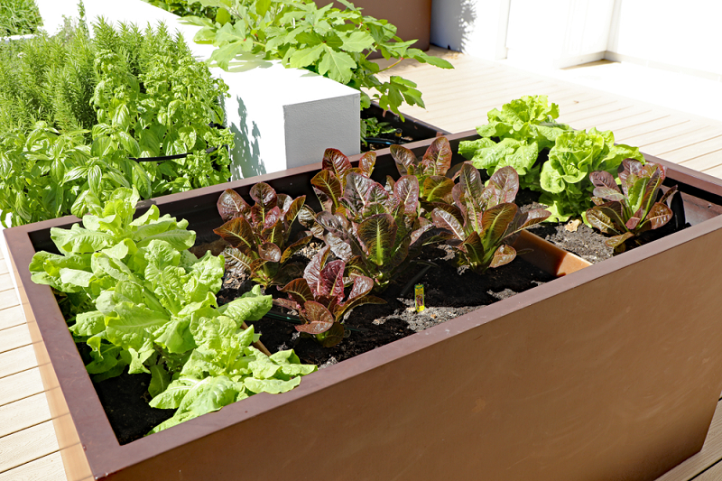 Tips for Choosing the Right Vegetable Planter Boxes