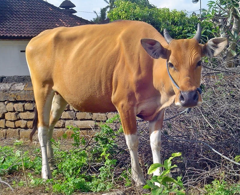 Kumpulan Gambar Foto Sapi paling lengkap jenisnya