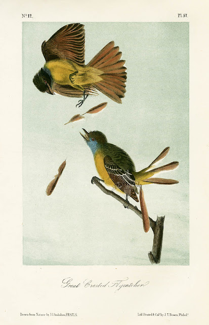 The Birds Of North America Audubon