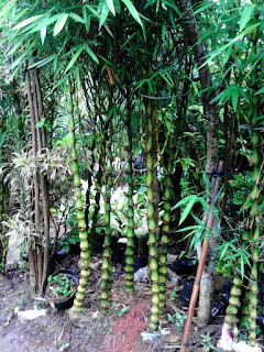 pohon bambu nagin