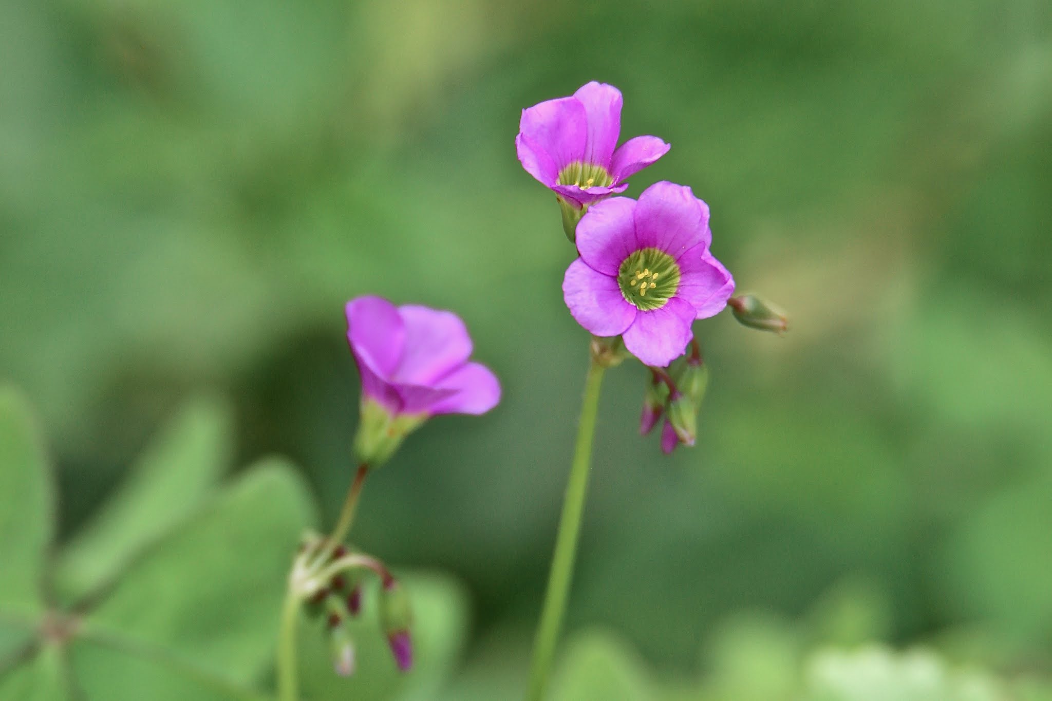 Pink woodsorrel plant flower high resolution free