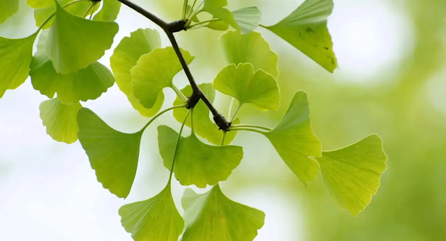 Ginkgo Biloba, herbs for protection, herbs, herbs and rye, gaia herbs, smokable herbs,  how to dry herbs, what herbs can you smoke, witlifestylist,