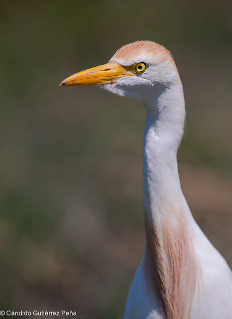 GARCILLA BUEYERA - Bubulcus ibis