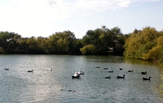 Feeding the ducks at the park image 6