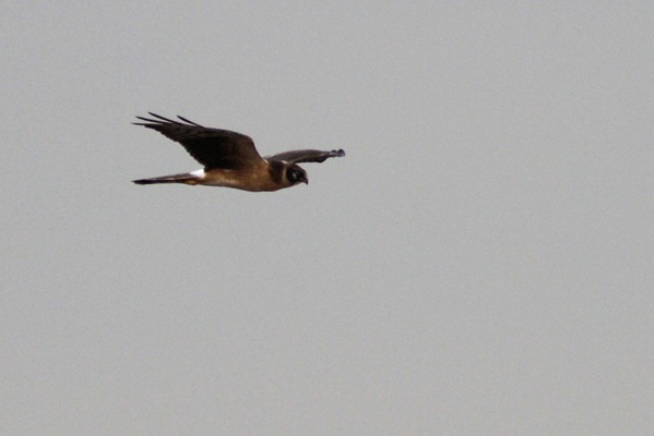 11_09_26_cliffe_004_pallid_harrier