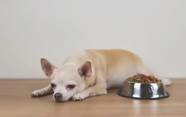 6 Possible Reasons Why Dogs Don't Eat
