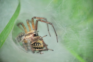 Labyrinth spiders