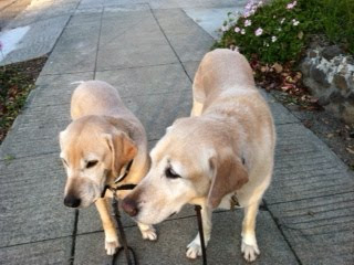 yellow Lab and Golden sharing a bone