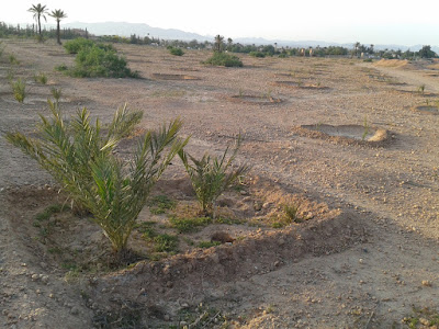 Réhabilitation de la palmeraie de Marrakech devant l'hôtel Les Deux Tours