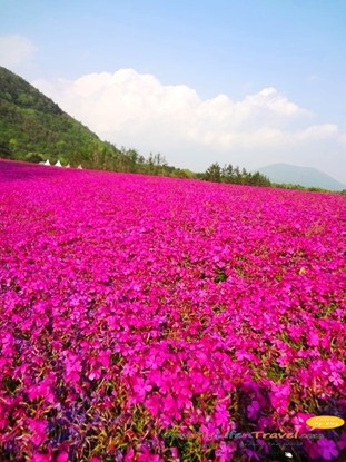 富士芝櫻祭