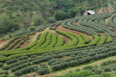 Teegarten in Doi Angkhang mit Jin Xuan und Ruan Zhi Büschen