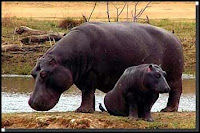 baby hippo