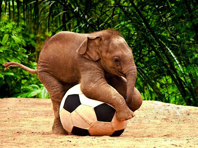 Elephant Baby Playing Football Standard Resolution Wallpaper