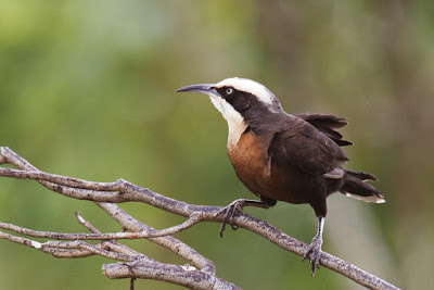 Grey-crowned Babbler