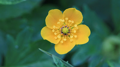 Potentilla flabellifolia