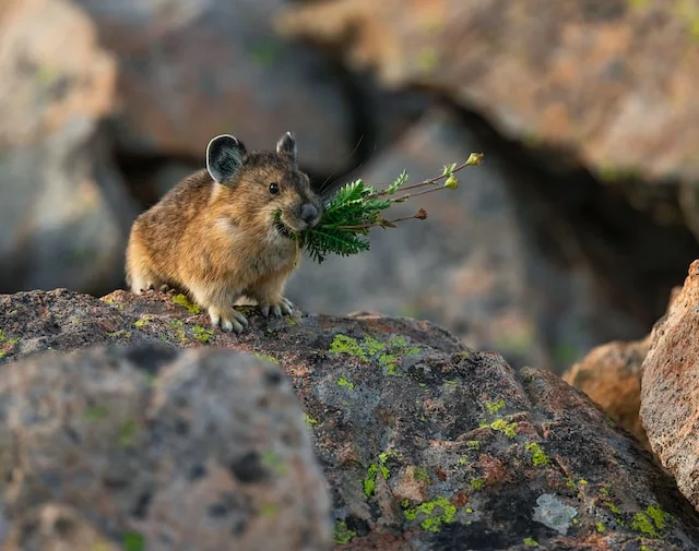 picture of a pika