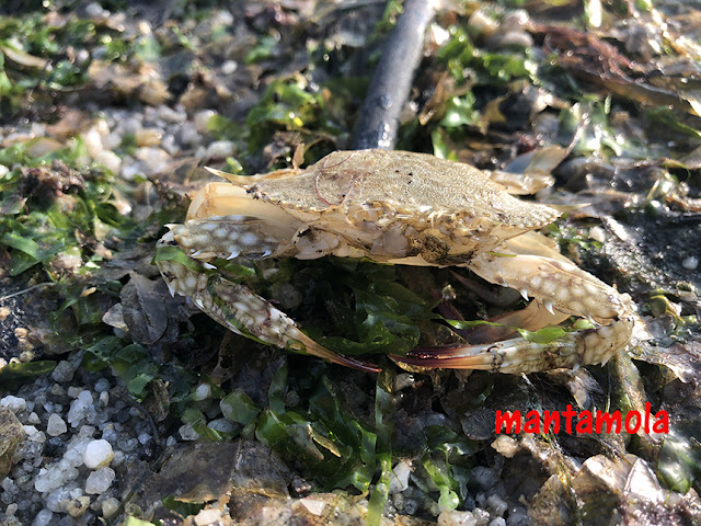 Flower Crab (Portunus pelagicus)