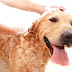 How to Choose the Best Dog Shampoo