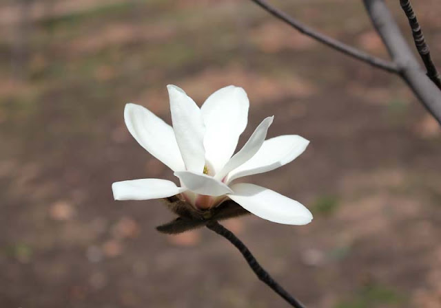 Magnolia Flower Pictures